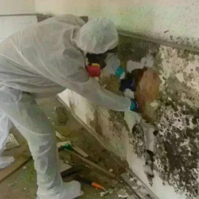 Mold Remediation and Removal in Willacoochee, GA